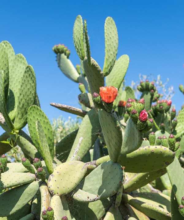 cactus-cadaques-catalogne