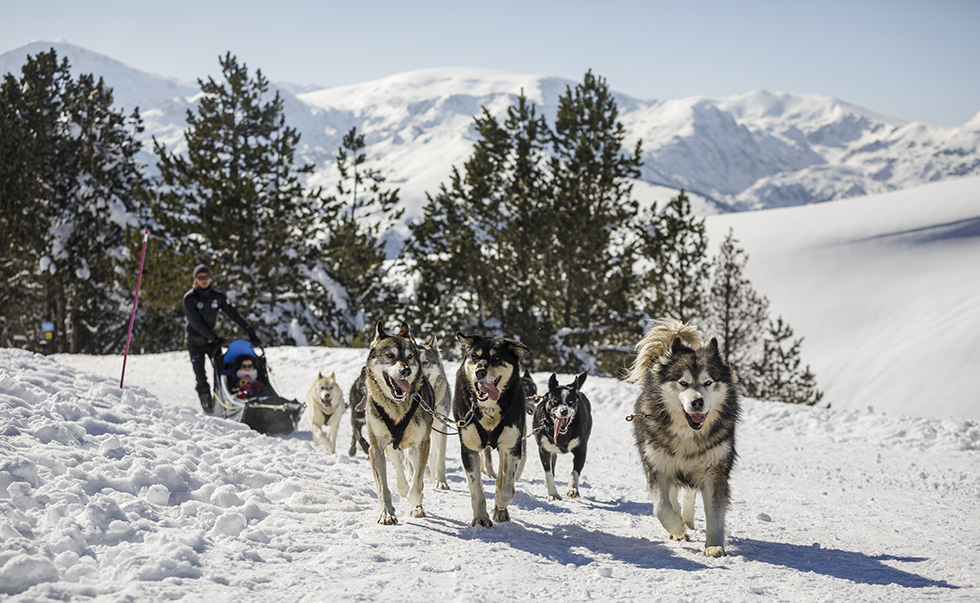 Chiens de traineau - Base Angara au Plateau de Beille en Ariège. Crédit photo S. Meurisse Tourisme Ariège.