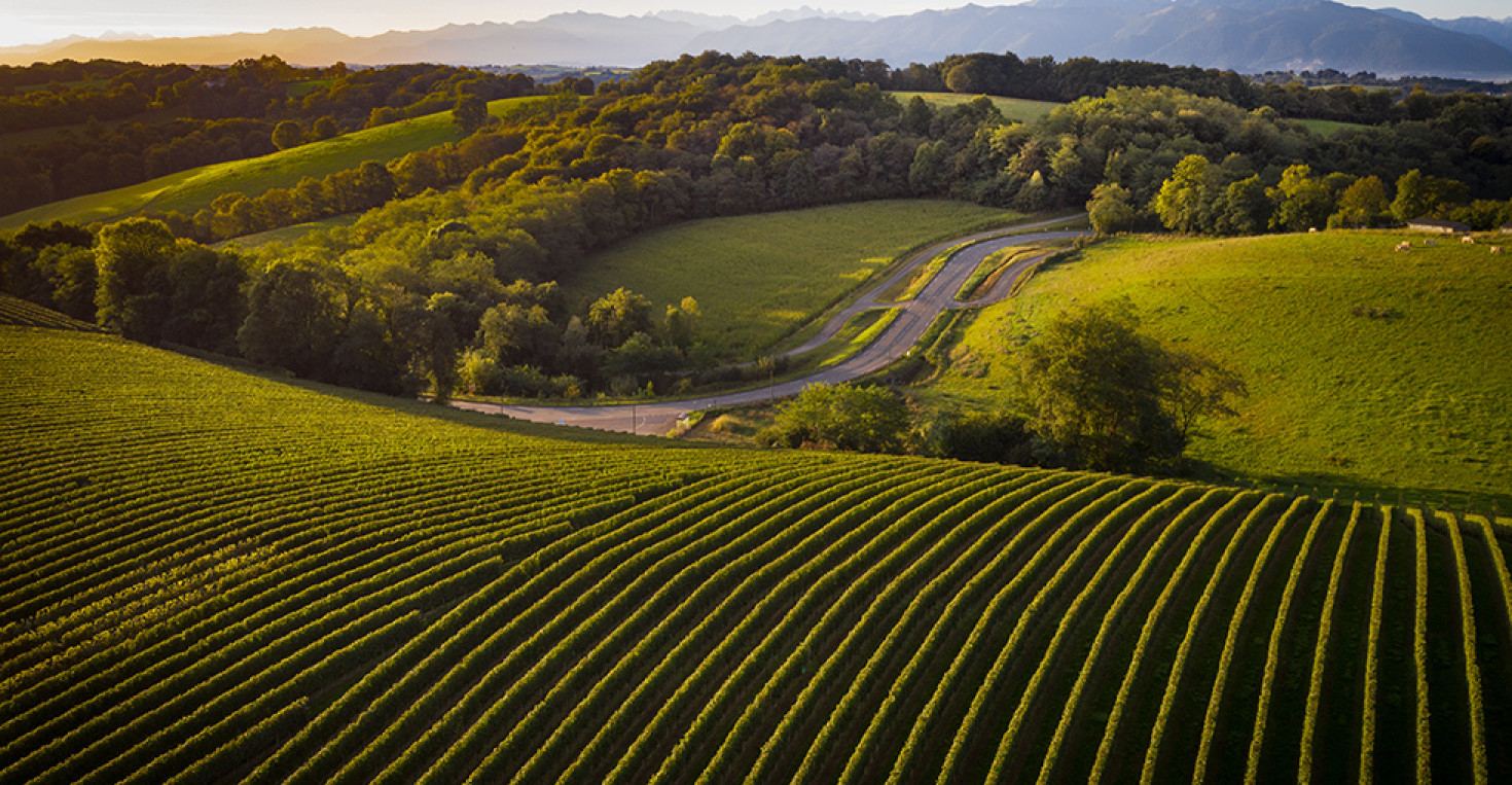 Le vignoble du Jurançon aux portes de Pau @P.Carton